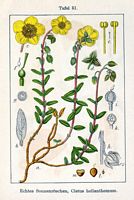 Cistacées. Cistus helianthemum. Cliquer pour agrandir l'image.