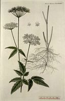 Égopode podagraire. Planche d'identification Flora danica. Cliquer pour agrandir l'image.