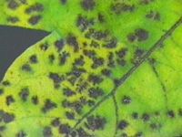 Érable champêtre. Érable champêtre parasité par Didymosporina aceris. Cliquer pour agrandir l'image.