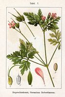 Géranium herbe-à-robert. Planche d'identification Sturm. Cliquer pour agrandir l'image.
