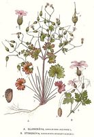 Géranium herbe-à-robert. Planche d'identification Linnemand. Cliquer pour agrandir l'image.