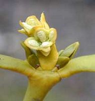 Gui des feuillus. Fleur mâle du gui. Cliquer pour agrandir l'image.
