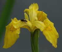 Iris faux-acore, Côtes de Clermont. Cliquer pour agrandir l'image.