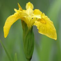 Iris faux-acore, Côtes de Clermont. Cliquer pour agrandir l'image.
