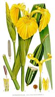 Iris faux-acore. Planche d'identification Linnemand. Cliquer pour agrandir l'image.