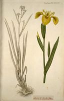 Iris faux-acore. Planche d'identification Flora danica. Cliquer pour agrandir l'image.