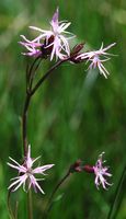 Lychnis fleur-de-coucou, Narse d'Espinasse. Cliquer pour agrandir l'image.