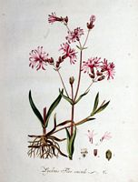 Lychnis fleur-de-coucou. Planche d'identification Flora batava. Cliquer pour agrandir l'image.