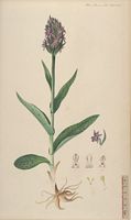 Orchis de mai. Planche d'identification Flora danica. Cliquer pour agrandir l'image.