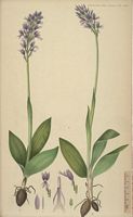 Orchis militaire. Planche d'identification Flora danica. Cliquer pour agrandir l'image.