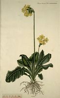 Primevère élevée. Planche d'identification Flora danica. Cliquer pour agrandir l'image.