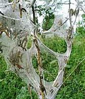 Prunellier. Chenilles de hyponomeuta padellus. Cliquer pour agrandir l'image.