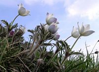 Pulsatille des Alpes. Fleurs ssp alpina. Cliquer pour agrandir l'image.
