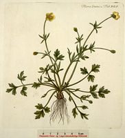 Renoncule bulbeuse. Planche d'identification Flora danica. Cliquer pour agrandir l'image.