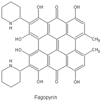 Renouée sarrasin. Molécule fagopyrine. Cliquer pour agrandir l'image.