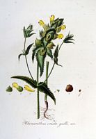 Rhinanthe mineur. Rhinanthus crista-galli, planche d'identification Flora batava. Cliquer pour agrandir l'image.
