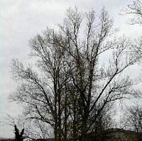 Robinier faux-acacia, Plante en hiver. Cliquer pour agrandir l'image.