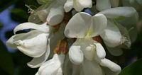 Robinier faux-acacia, Fleurs. Cliquer pour agrandir l'image.