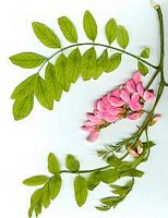 Robinier faux-acacia, Variete à fleurs roses. Cliquer pour agrandir l'image.