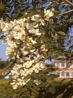 Robinier faux-acacia, Grappes de fleurs. Cliquer pour agrandir l'image.
