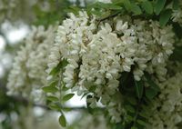 Robinier faux-acacia, Grappes de fleurs, Côtes de Clermont. Cliquer pour agrandir l'image.