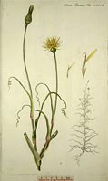 Salsifis des pres. Planche d'identification Flora danica. Cliquer pour agrandir l'image.