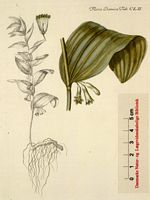 Sceau de salomon multiflore. Planche d'identification Flora danica. Cliquer pour agrandir l'image.