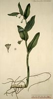 Sceau de salomon odorant. Planche d'identification Flora danica. Cliquer pour agrandir l'image.