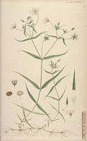 Stellaire holostée. Planche d'identification Flora danica. Cliquer pour agrandir l'image.