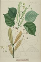 Tilleul à grandes feuilles. Planche d'identification Flora danica. Cliquer pour agrandir l'image.