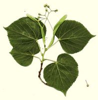 Tilleul à grandes feuilles (dessous des feuilles et fruits)