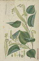 Tilleul de hollande. Planche d'identification Flora danica. Cliquer pour agrandir l'image.