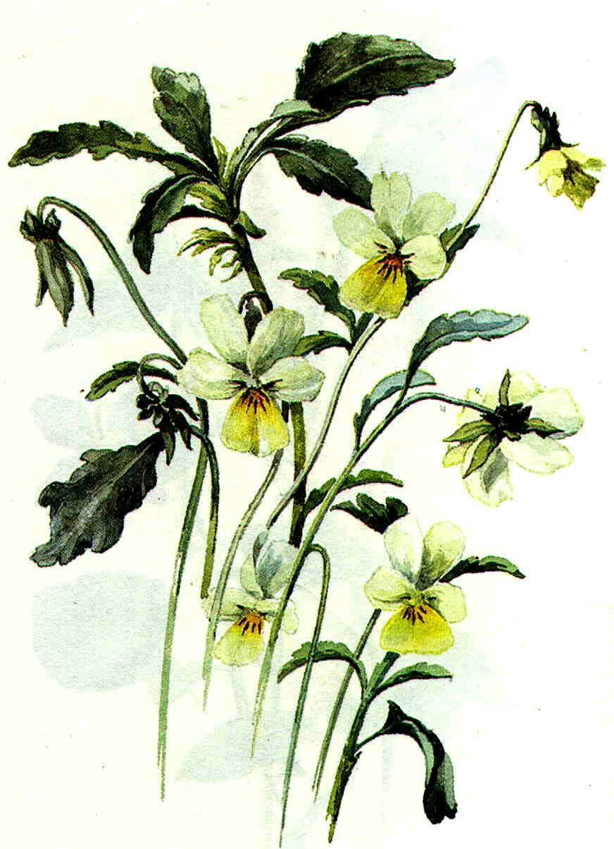 Фиалка Полевая Viola arvensis